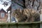 Stripped cat posing outdoors, big domestic pet look at camera