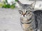 Stripped gray Egyptian domestic stray cat with M shape letter on its head, selective focus of Egyptian street small cat looking