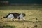 Stripped white grey cat walk on the green grass