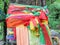 Strips of different colored fabric ribbons decorate a bodhi tree