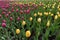 Strips of pink and yellow tulips
