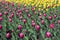Strips of vibrant pink and yellow tulips