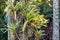 Stripy green and white bromeliads growing on tree trunk