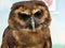 Strix leptogrammica - Brown Wood Owl, portrait view