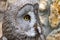 Strix nebulosa. A bearded. The owl-like order.Portrait close-up.