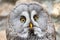 Strix nebulosa. A bearded. The owl-like order.Portrait close-up.