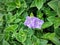 Strobilanthes callosa, Karvi Flower seen at Kaas Plateau