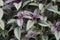 Strobilanthes dyeriana also called Persian shield, royal purple plant with a natural background. cultivated for its dark green f