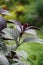 Strobilanthes dyeriana also called Persian shield, royal purple plant with a natural background. cultivated for its dark green f