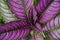 Strobilanthes dyeriana Persian shield is a tropical plant grown for its dark green foliage with bright, metallic-purple stripes