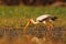 Strok in the nature march habitat. Stork in Africa. Bird in the water. Stork from Uganda. Yellow-billed Stork, Mycteria ibis