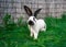 Strokach white with black spots Checkerd Gigantic - large rabbit rabbit sits on a green grass