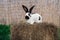 Strokach white with black spots Checkerd Gigantic - large rabbit rabbit sits on a haystack on sunny day before Easter