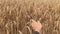 Stroking golden wheat with the hand