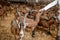 Stroking with hand goats in the stable