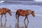 Stroll on the Beach