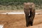 Strolling - African Bush Elephant
