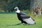 Strolling andean condor