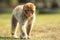 Strolling barbary macaque