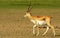 A strolling blackbuck