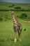 Strolling giraffe