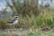 Strolling killdeer profile