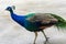 Strolling Peacock, Tropical Bird Photography, Majestic Plumage, Beautiful Wildlife