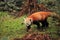 Strolling red panda