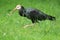 Strolling southern bald ibis