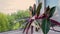 Stromanthe indoor flower with striped red and green leaves on windowsill at summer, green trees outside. Wind moving leaves.