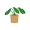 Stromanthe potted flat icon, indoor plant