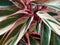 Stromanthe potted flower with red, green and yellow leaves, plantâ€™s leaves background.