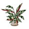 Stromanthe sanguinea Indoor Plant in white pot. Beautiful Image For Online Store