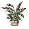 Stromanthe sanguinea Indoor Plant in white pot. Beautiful Image For Online Store