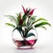 Stromanthe Triostar: The Perfect Addition to Your Indoor Garden