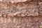 Stromatolite stone texture - background