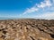 The Stromatolites in the Area of Shark Bay, Western Australia. Australasia