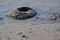 Stromatolites Closeup: Lake Thetis,Western Australia