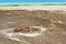 Stromatolites at Hamelin Pool - Denham