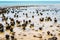 Stromatolites of Hamelin Pool in Shark Bay, Western Australia