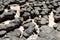 Stromatolites of Hamelin Pool in Shark Bay, Western Australia