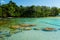 Stromatolites lagoon Bacalar Mexico