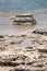 Stromatolites Lake Thetis Western Australia