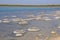 Stromatolites Landscape, Oldest Living Fossil : Lake Thetis,Western Australia