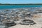 Stromatolites in saline coastal lake - Lake Thetis