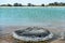 Stromatolites in saline coastal lake - Lake Thetis