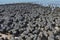 Stromatolites in Shark Bay Western Australia