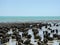 Stromatolites - Shark Bay Western Australia