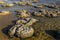 Stromatolites in west australia