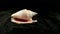 Strombidae Seashell on a black sand 4K